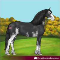 Horse Color:Black Sabino