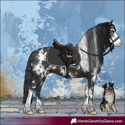 Horse Color:White Spotted Brown Sabino 