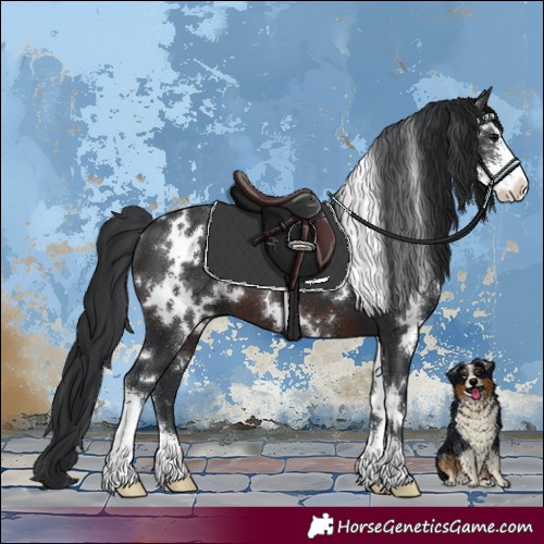 Horse Color:White Spotted Brown Sabino 