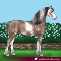 Horse Color:Classic Champagne Sabino