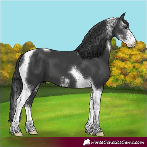 Horse Color:Black Sabino Tobiano 