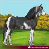 Horse Color:Black Sabino Tobiano 