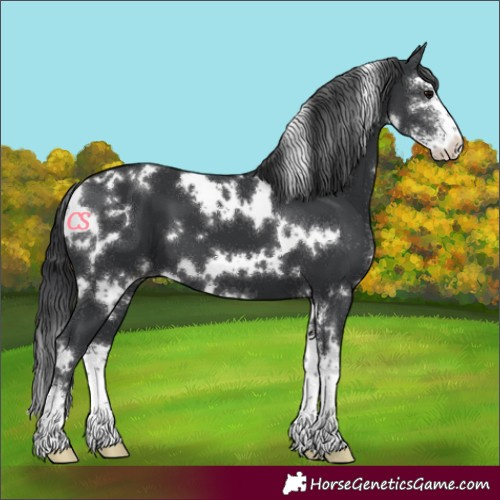 Horse Color:White Spotted Black Sabino