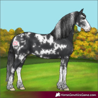 Horse Color:White Spotted Black Sabino 