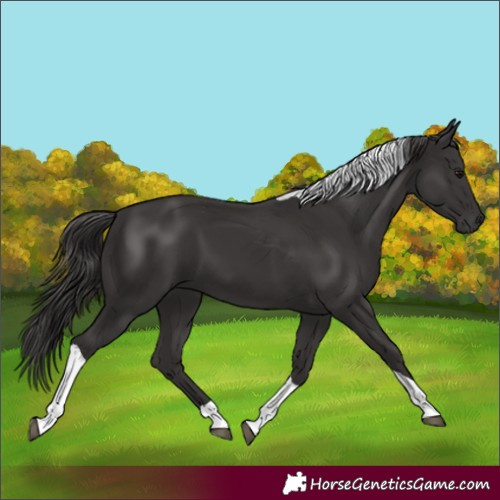 Horse Color:Smoky Black Tobiano