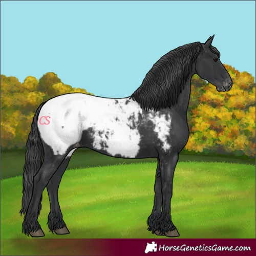 Horse Color:Black Appaloosa 