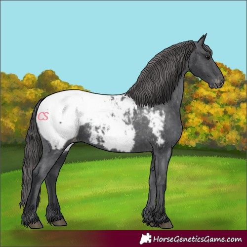 Horse Color:Black Snowcap 