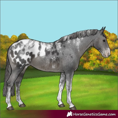 Horse Color:Powder White Black Appaloosa 