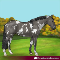 Horse Color:White Spotted Grullo