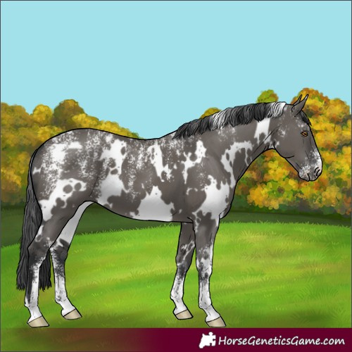 Horse Color:Powder White White Spotted Grullo 