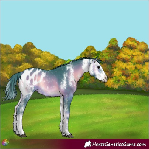 Horse Color:Watercolor Brown Onyx Sabino Appaloosa Rabicano 
