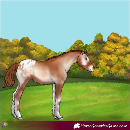 Horse Color:Gold Champagne Onyx Appaloosa 