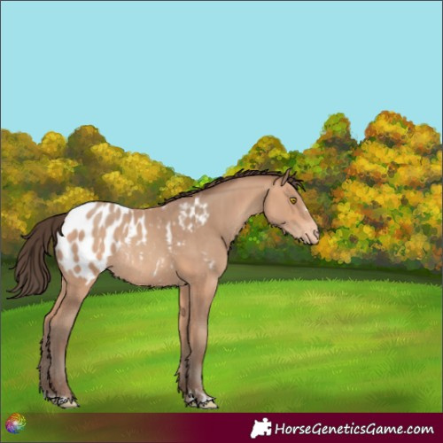 Horse Color:Amber Champagne Appaloosa Rabicano 