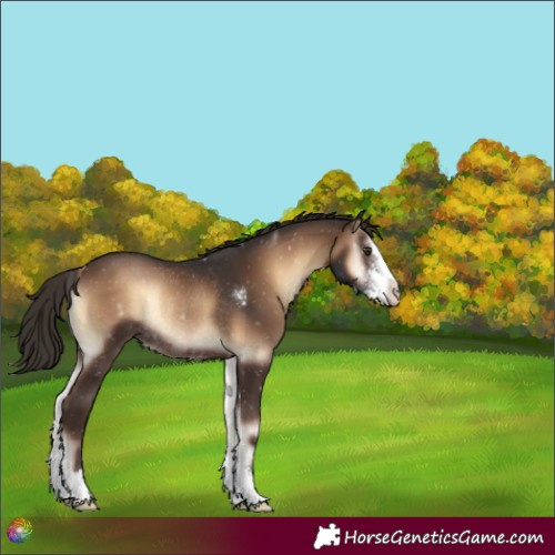 Horse Color:Liver Red Onyx Sabino Rabicano 