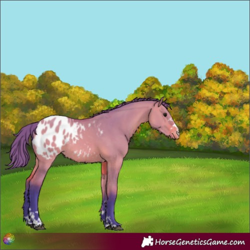 Horse Color:Watercolor Bay Dun Appaloosa 