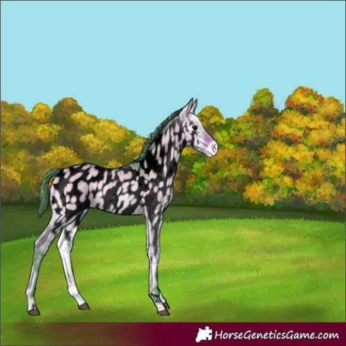 Horse Color:Void Watercolor Bay Onyx Appaloosa 