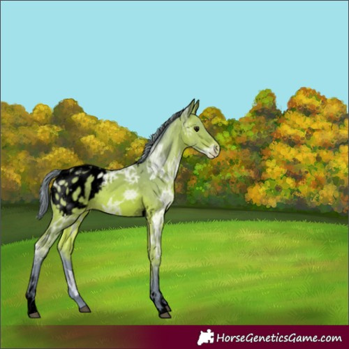 Horse Color:Void Watercolor Bay Ice Tobiano Blanket 
