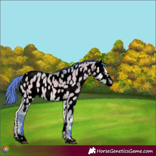 Horse Color:Void Watercolor Bay Onyx Near Leopard 