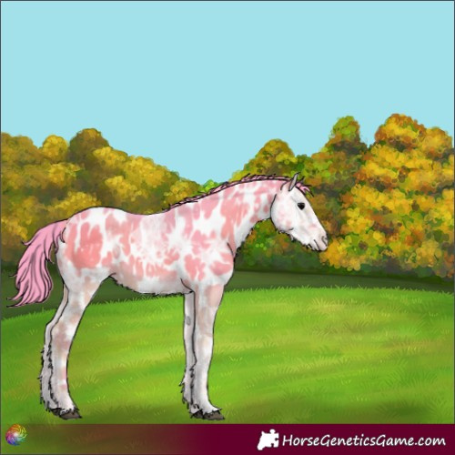 Horse Color:Watercolor Grullo Ice Onyx Near Leopard 
