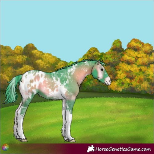 Horse Color:Watercolor Blue Onyx Tobiano Appaloosa 