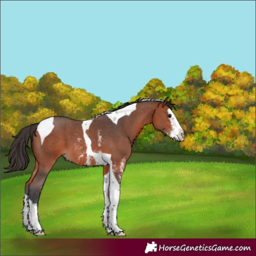 Horse Color:Bay Sabino Splash Tobiano 