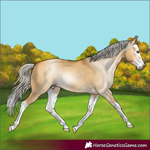 Horse Color:Gray Silver Buckskin Dun Splash 