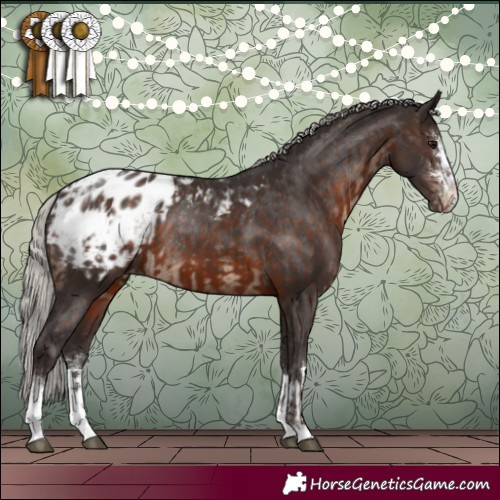 Horse Color:Silver Brown Sabino Appaloosa Rabicano  and Silver Brown Appaloosa 