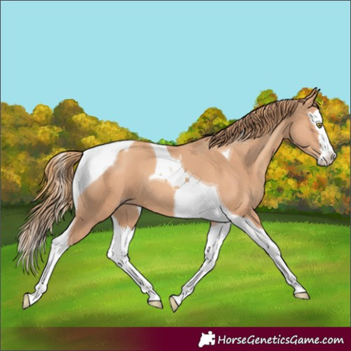 Horse Color:Gold Champagne Splash Tobiano 