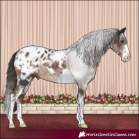 Horse Color:White Spotted Liver Chestnut Sabino Appaloosa 