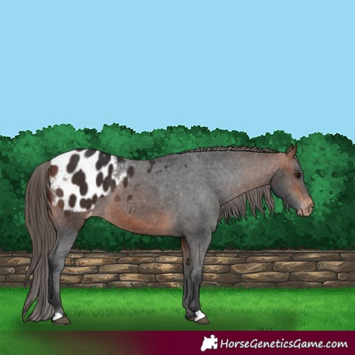 Horse Color:Bay Appaloosa 