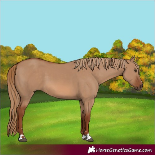 Horse Color:Red Dun