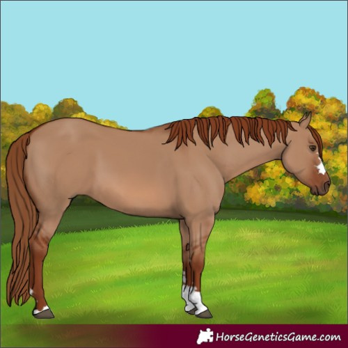 Horse Color:Red Dun 