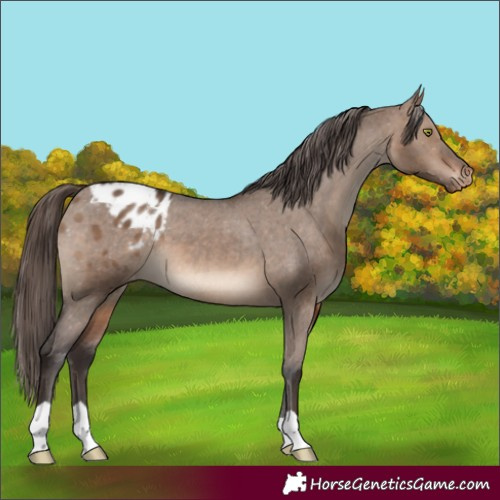 Horse Color:Brown Dun Blanket 