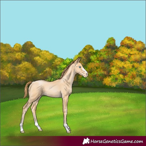 Horse Color:Buckskin Pearl Varnish 