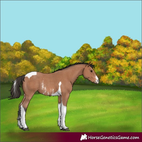 Horse Color:Bay Sabino Tobiano Rabicano 