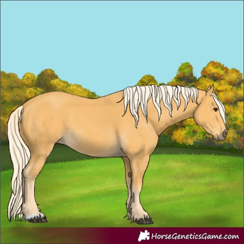 Horse Color:Palomino 