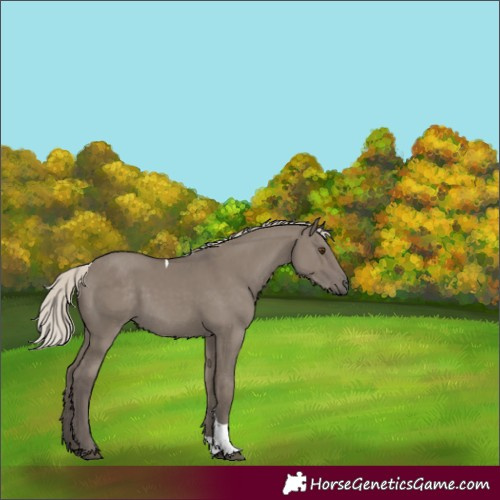 Horse Color:Silver Smoky Grullo Tobiano 