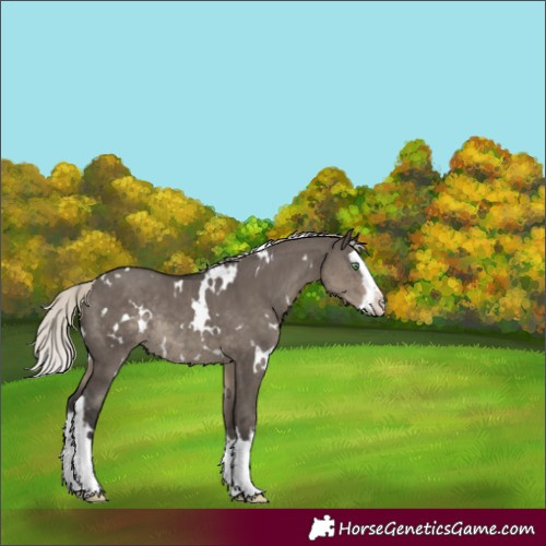 Horse Color:White Spotted Silver Smoky Grullo Splash Rabicano 