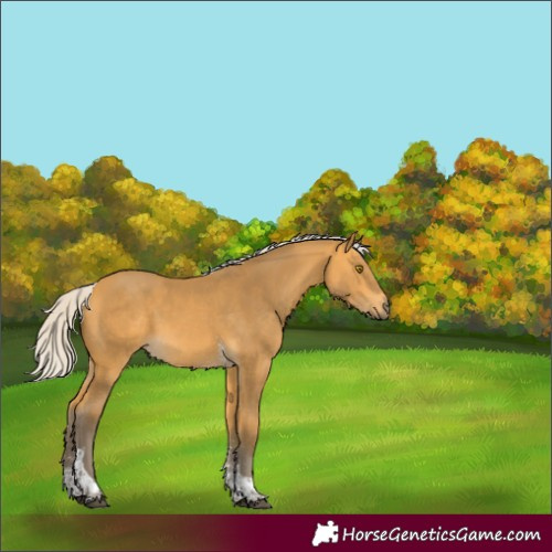 Horse Color:Silver Buckskin Sabino Tobiano Rabicano 