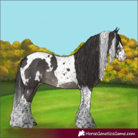 Horse Color:White Spotted Smoky Black Splash Tobiano Rabicano