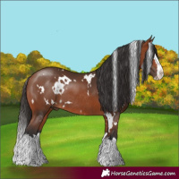 Horse Color:White Spotted Bay Splash Rabicano 
