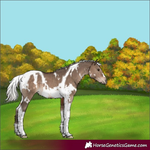 Horse Color:White Spotted Silver Brown Dun Tobiano Rabicano 