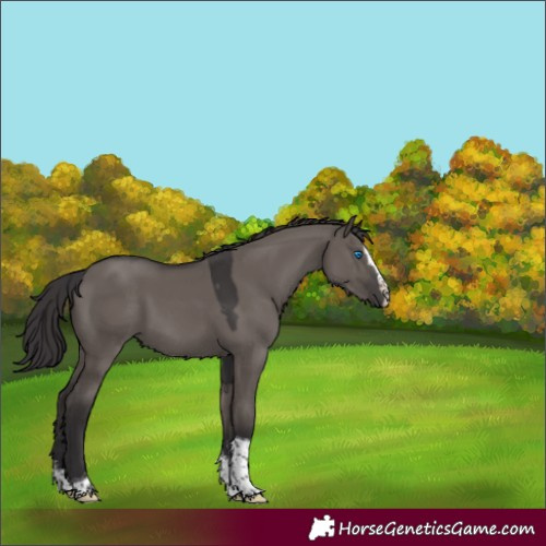 Horse Color:Smoky Grullo Sabino Splash Tobiano 