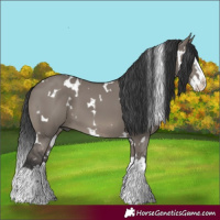 Horse Color:White Spotted Grullo Splash 