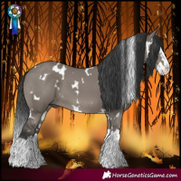 Horse Color:White Spotted Grullo Splash 