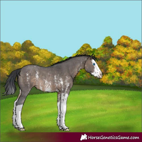 Horse Color:Brown Dun Sabino Splash Rabicano 