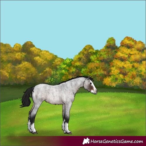 Horse Color:Gray Bay Roan Splash Rabicano 