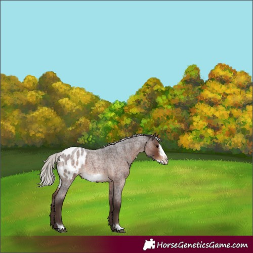 Horse Color:Silver Brown Roan Frame Appaloosa 