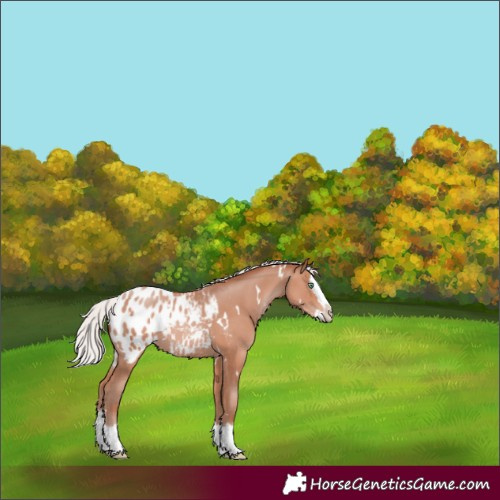 Horse Color:White Spotted Silver Sable Champagne Splash Appaloosa Rabicano 