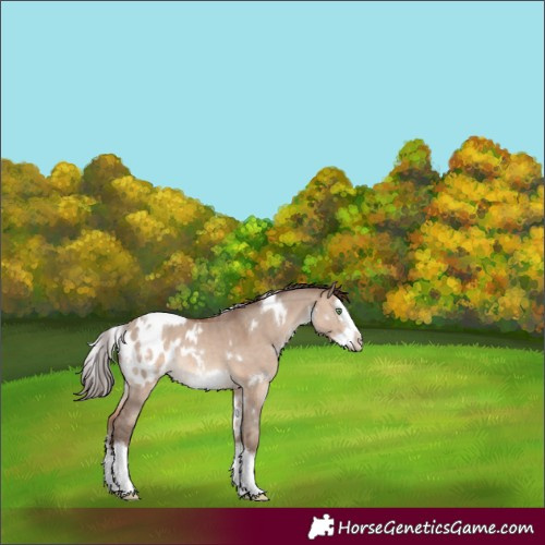 Horse Color:White Spotted Sable Champagne Dun Splash Frame Appaloosa
